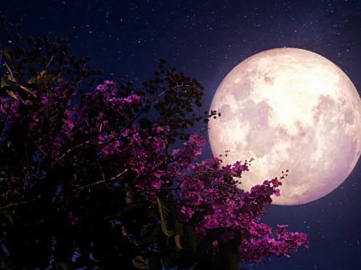 Luna de Flores 2024: ¿Cuándo se podrá ver este fenómeno astronómico de mayo?