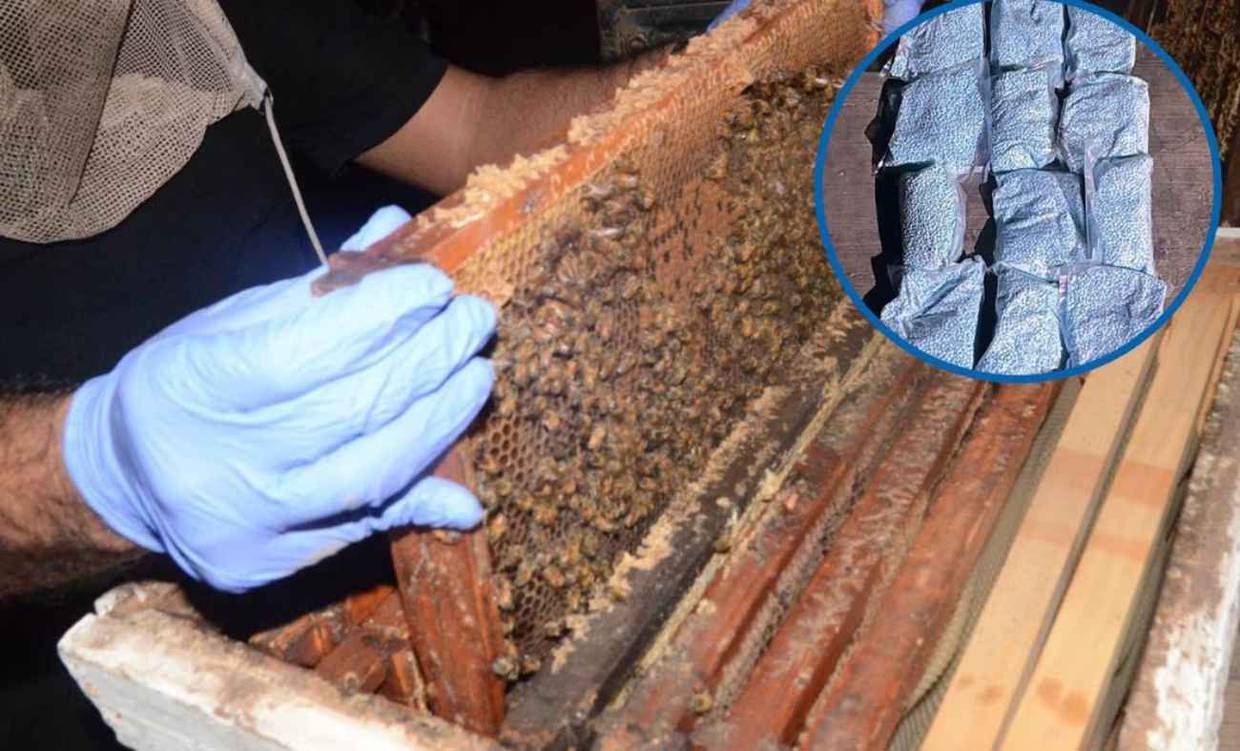 Hallan fentanilo y cocaína en paneles de abejas en Los Mochis-Sinaloa. // Foto: Especial/El Universal