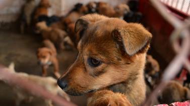 Feria de adopción para liberar espacios en refugios de rescate animal