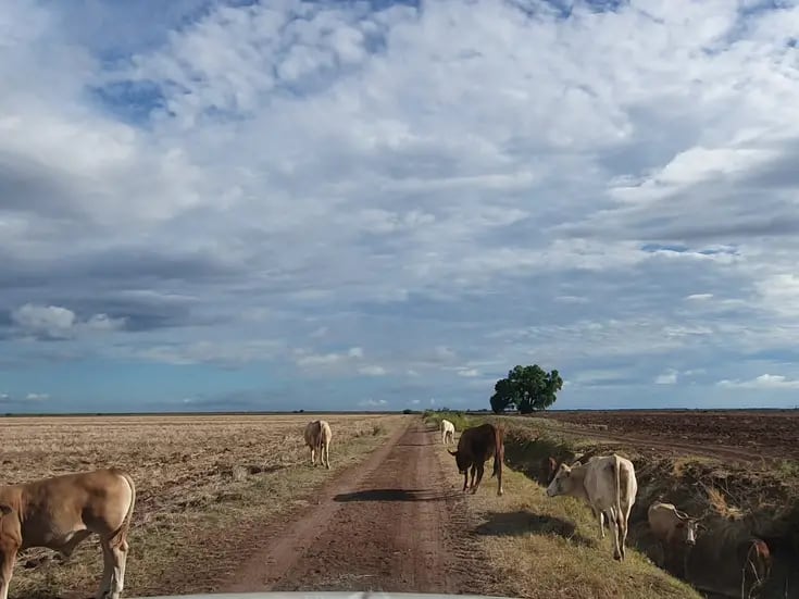 Pequeños ganaderos del Sur de Sonora pasan mal momento por la sequía