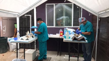 Realizan jornada de esterilización de mascotas en Rosarito