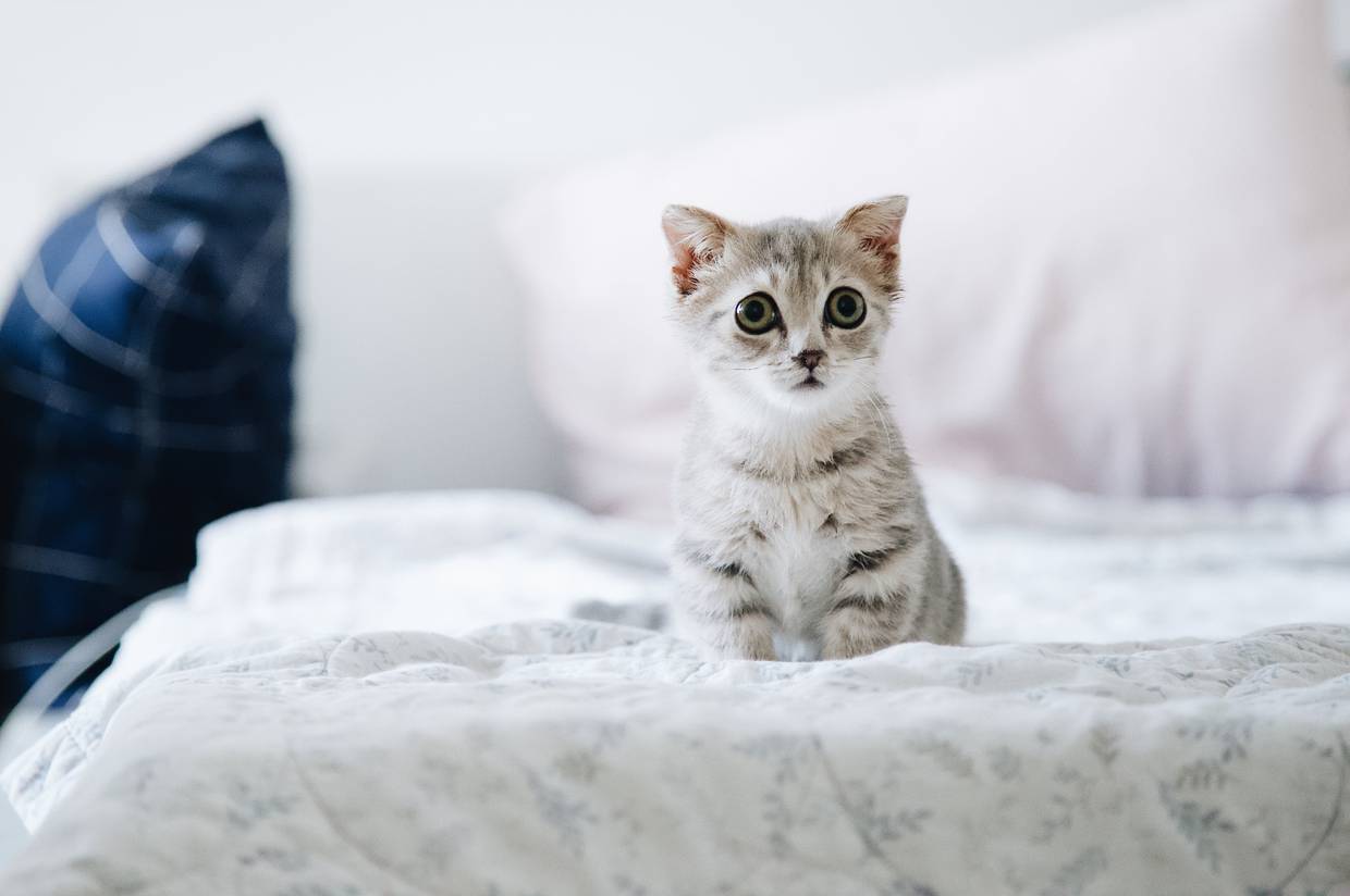 Foto de un gato pequeño de Pexels.
