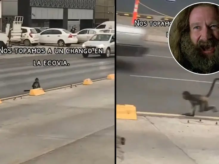 VIDEO: Captan a mono caminando en calles de Monterrey, ¿'Jumanji’ regio?
