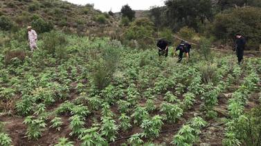 Destruyen plantíos de mariguana en Tecate y Ensenada, informan en Mesa de seguridad