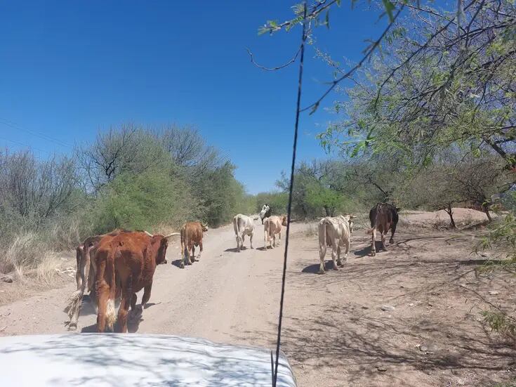 Por Sequía, dejan actividad 30% de ganaderos del Sur de Sonora