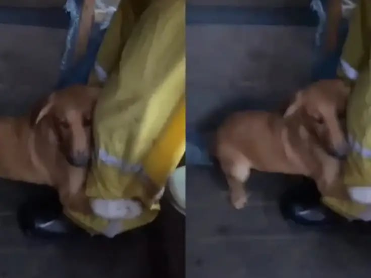 VIRAL: perrito rescatado de las inundaciones de Brasil se aferra a la pierna de su dueño
