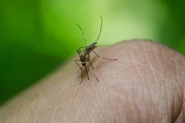 Puerto Rico declara epidemia de dengue tras el aumento de casos