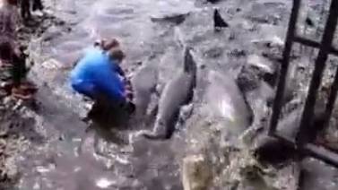 Captan una rara reacción de delfines cerca de un muelle