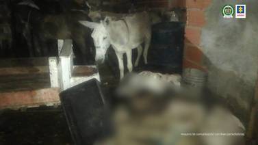 Desmantelan matadero ilegal en Barranquilla,  sacrificaban caballos y burros para comercializar con su carne