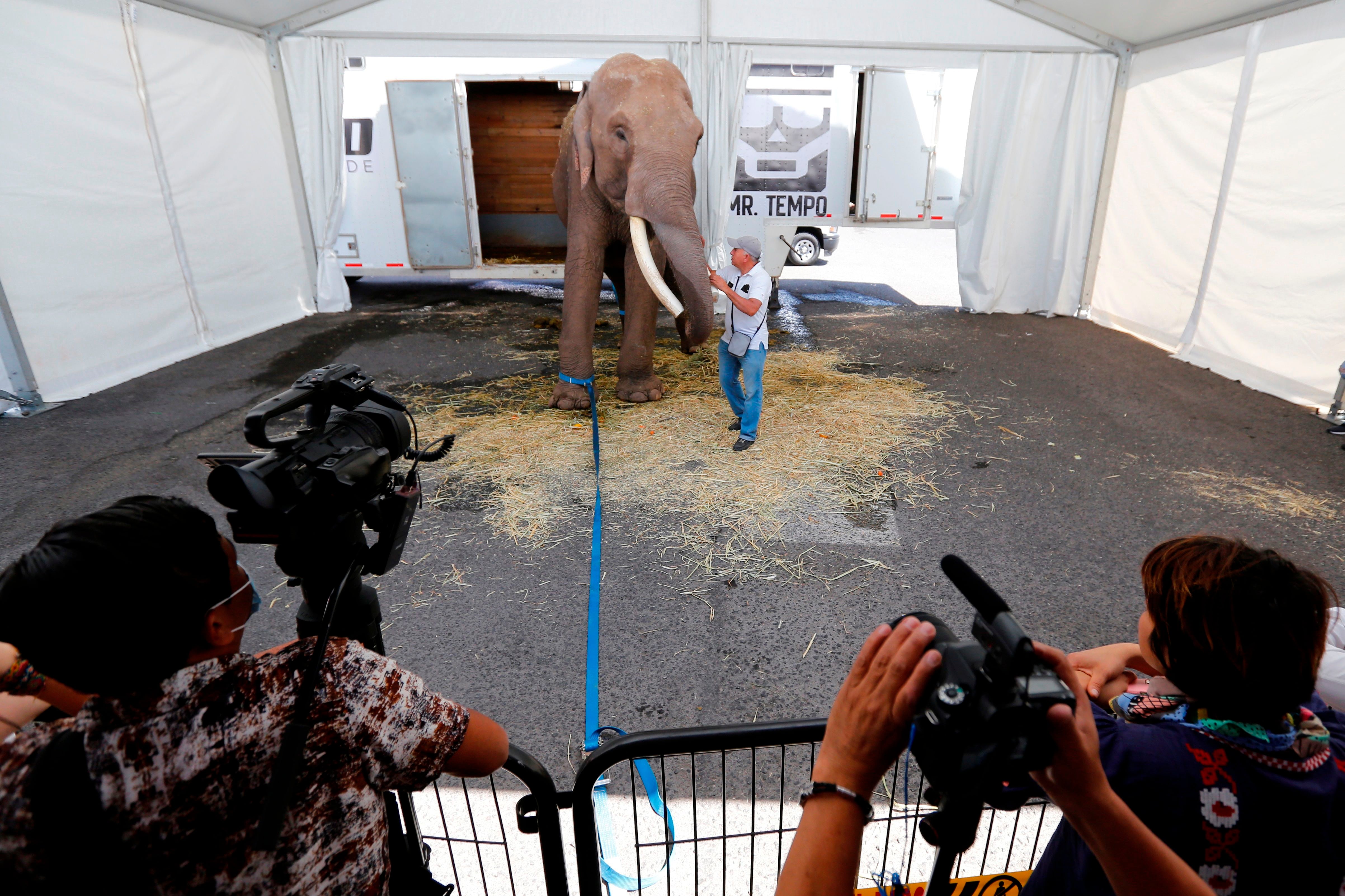 Un elefante asiático de circo, es trasladado hoy, martes al Zoológico de Culiacán desde la ciudad de Guadalajara, estado de Jalisco (México).  EFE/ Francisco Guasco
