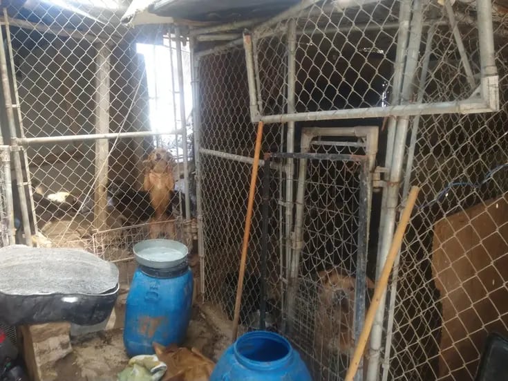 Denuncian maltrato a mascotas en Ensenada