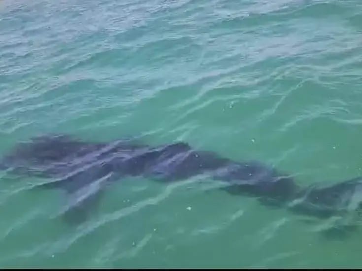 Hay alrededor de 10 tiburones ballena en Kino