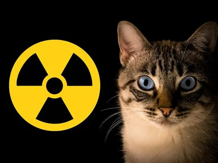 ¡Cuidado con el gato tóxico! Felino activó una alerta química después de caer en una sustancia peligrosa
