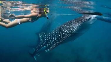 Bahía de los Ángeles; avistamientos y nado con tiburón ballena