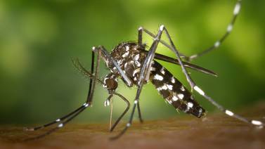 California: Dos personas contraen la fiebre del dengue sin haber salido de EU