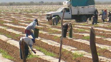 Inicia la siembra de hortaliza en valles de Guaymas y Empalme