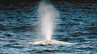 Baja California es santuario para ballenas