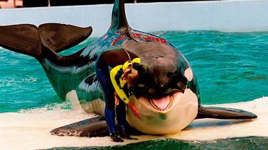 Lolita, la orca, muere tras cautiverio de más de 50 años en Miami