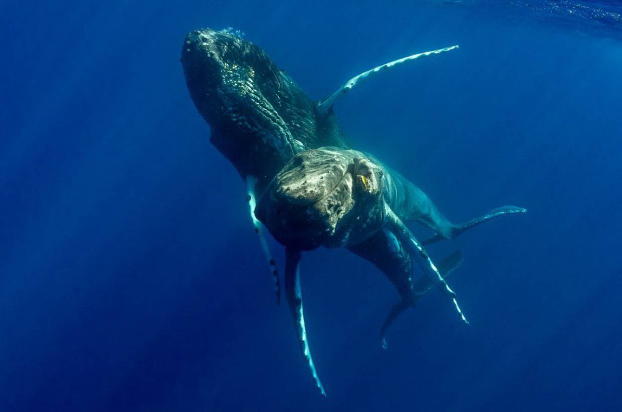 Dos ballenas jorobadas macho fueron captadas apareándose en Hawái