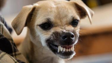 VIDEO:  Perro rebelde se niega a que le corten las uñas en la veterinaria