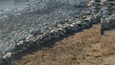 Aparecen cientos de peces muertos en playas de El Bachoco, Huatabampo