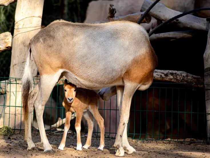 Nace en el zoológico de Mexicali cría de antílope orix