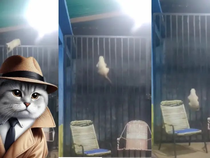 VIRAL: este gato detective sorprende a todos con su increíble plan para regresar al patio de su casa