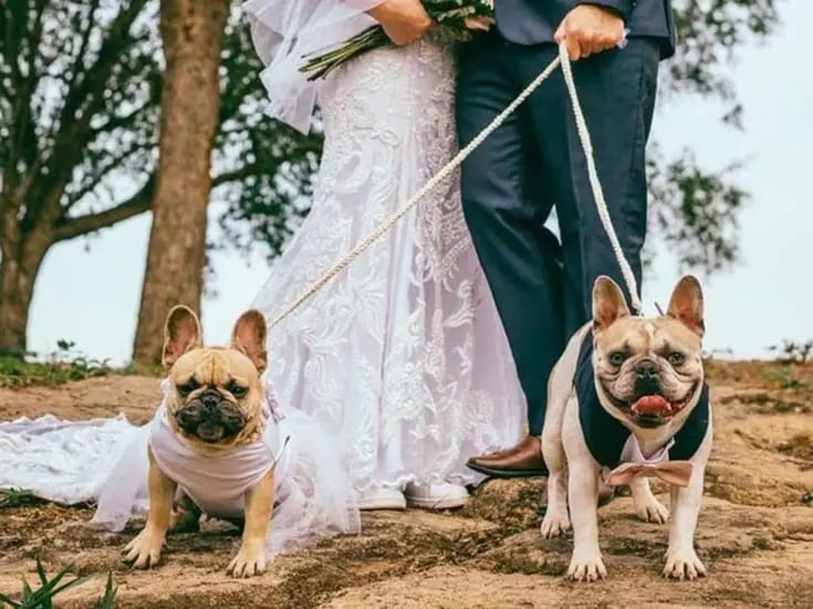 ¿Las mascotas pueden hacer la función de testigo en una boda?