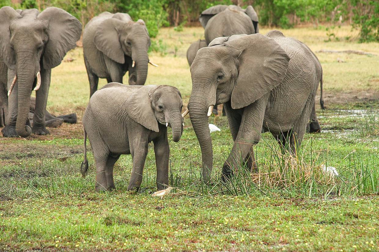 Botsuana, que alberga la mayor población de elefantes del mundo, ya ha donado 8,000 de estos animales a Angola y ha ofrecido otros 500 a Mozambique. Foto: Pixabay