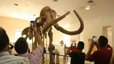 Impresiona a visitantes osamenta de mamut