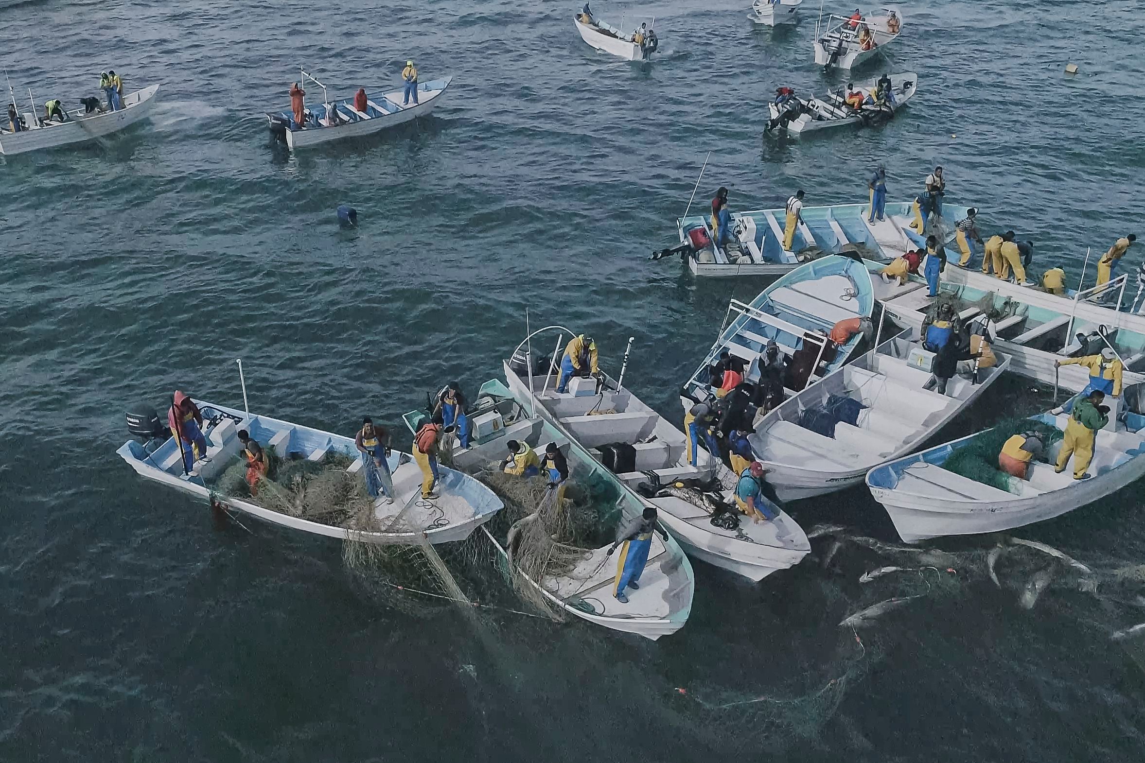 Fotografía del 8 de diciembre de 2019 publicada por la Sociedad Conservadora Sea Shepherd de pescadores capturando al pez totoaba en el Golfo de California cerca de San Felipe, México. (Sea Shepherd vía AP)