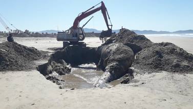 Realiza Zofemat entierro de ballena varada en Ensenada