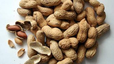 Piden apoyo pequeños agricultores para vender sus cacahuates