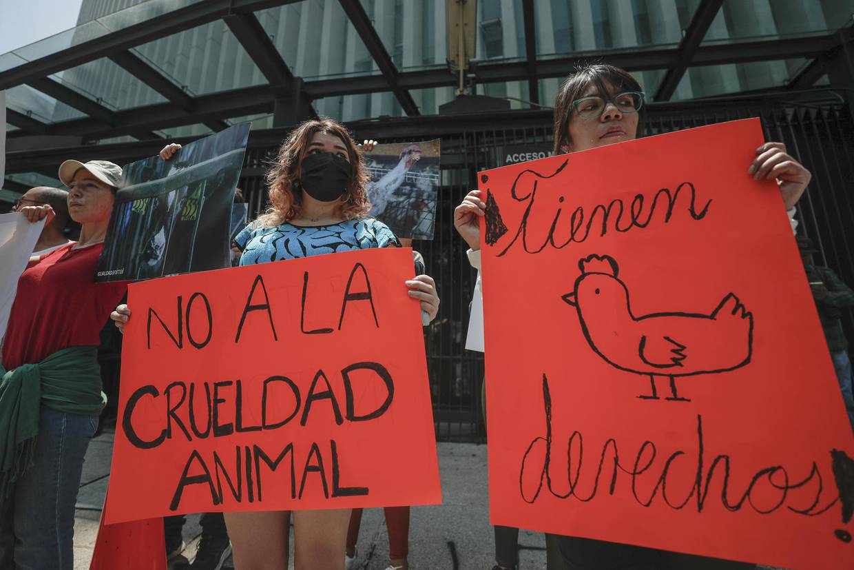 Activistas defensores de los animales protestan a las afueras del Senado de la República | FOTO EFE/ Isaac Esquivel