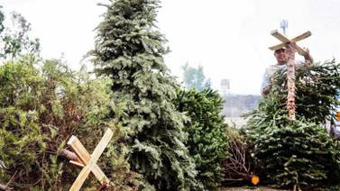 Ayuntamiento iniciará campaña de recolección de árboles navideños