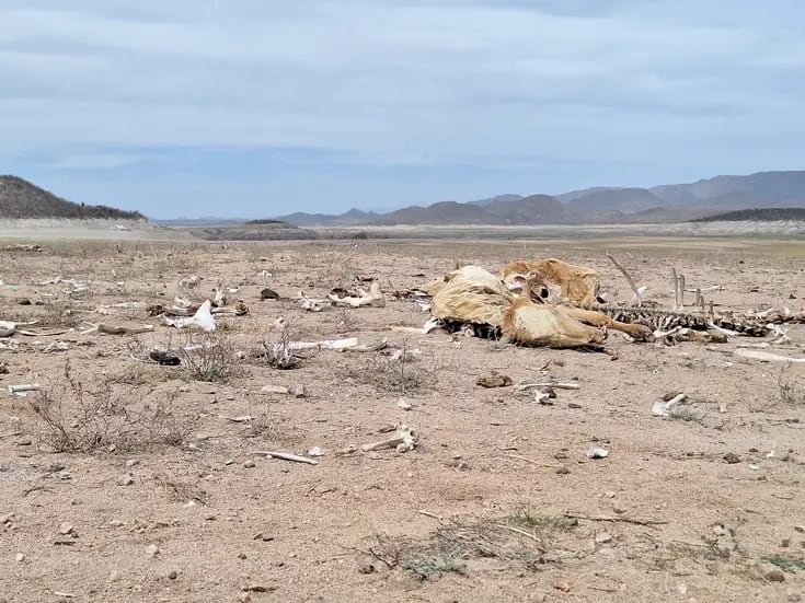 Aumenta el calor y afecta a ganado en región del Mayo