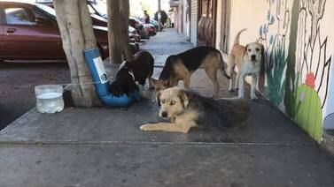 Ponen comederos de perros por las calles de Tijuana
