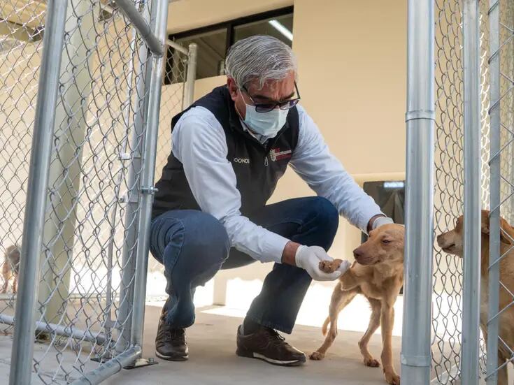 Creación de santuario para perros y gatos en Tijuana, queda a disposición de ayuntamiento