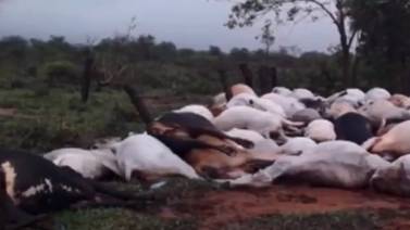 Reportan muerte de 80 vacas y 2 caballos tras impacto de rayo en Paraguay