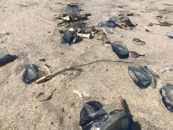 Mar arroja miles de medusas velero a playas de Rosarito