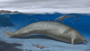 Una antigua ballena de Perú podría ser el animal más grande de la Tierra