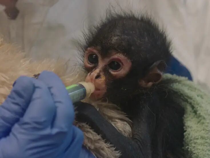San Diego Zoo recibe tres monos araña bebés confiscados en la frontera con México