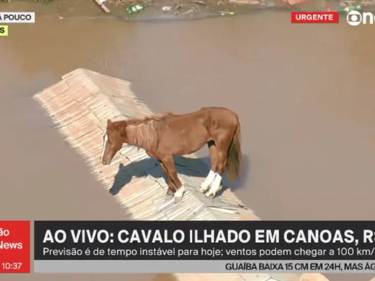 VIDEO: Caballo atrapado en techo en medio de inundaciones en Brasil. 