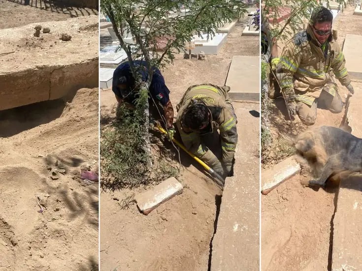 Rescatan Bomberos de Caborca a perro atrapado en el interior de una sepultura