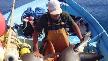 Inicia en Ensenada la veda de tiburones y rayas