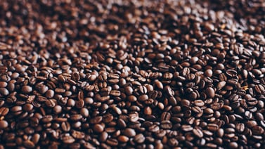 Descubre los beneficios de utilizar café en tus plantas