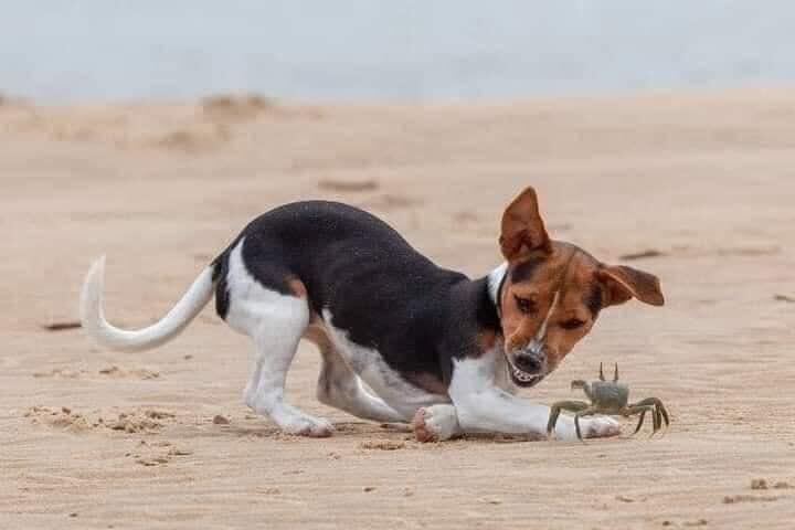 Un perrito explorador descubre las maravillas del ocÃano con un pequeÃo cangrejo.