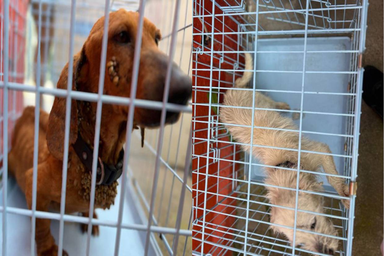 Dos perros, uno de la raza salchicha y otro tipo poodle, fueron rescatados de una vivienda en la colonia Obrera.