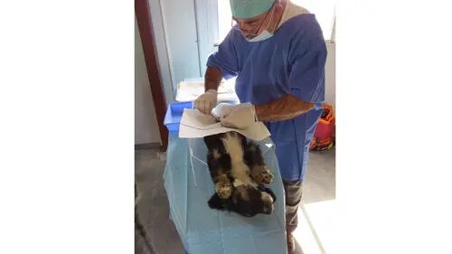 Realizarán campaña de esterilización de mascotas en Control Animal de Rosarito