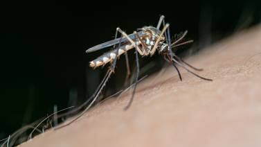 Mujer incapaz de caminar luego de ser picada por un mosquito